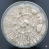 Mazatapec Mycelium